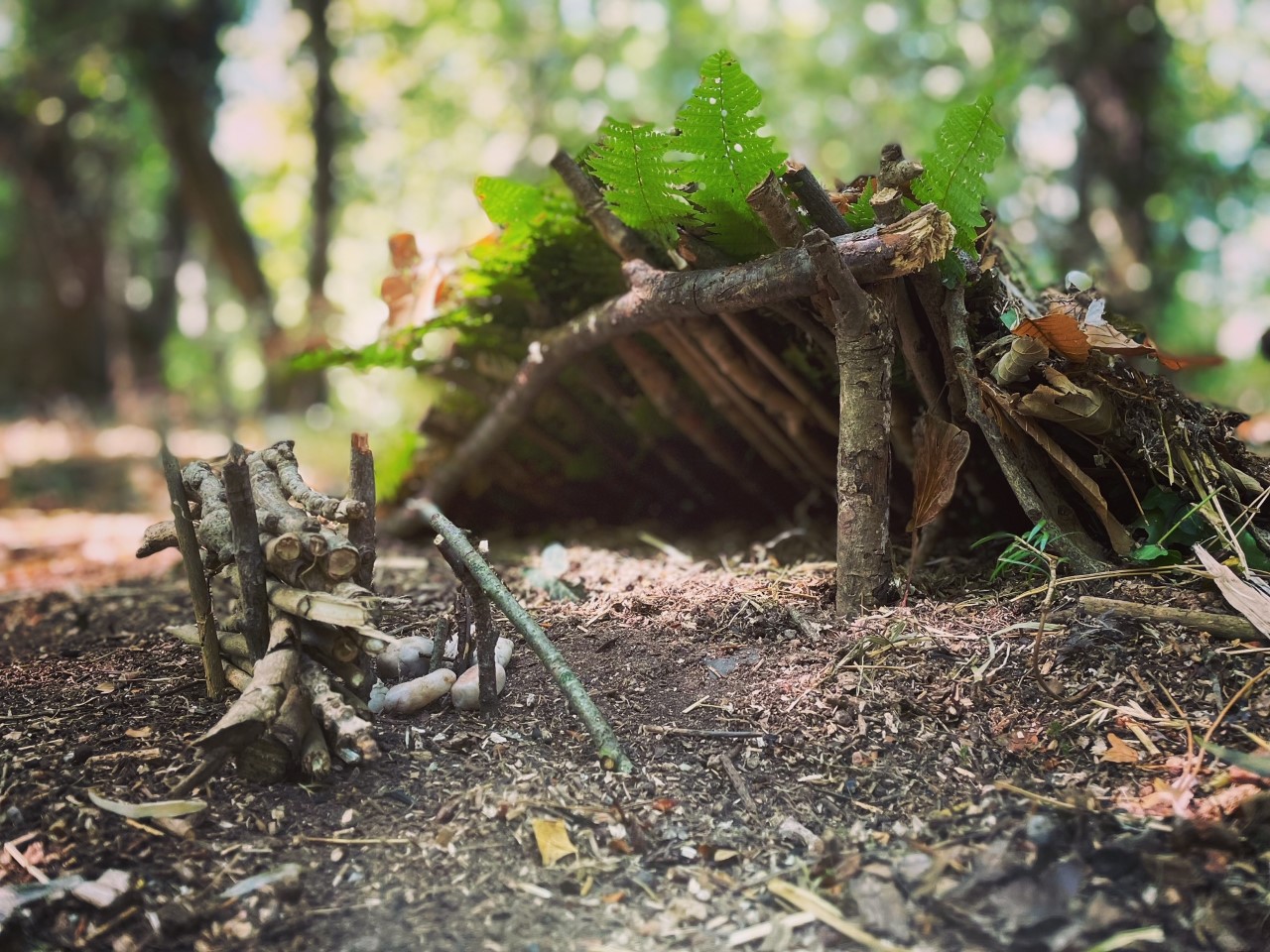 HAF GO WILD: Time 2 Move 8+ activity image